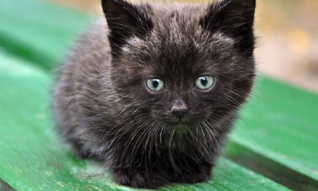 Frau holt ausgesetztes schwarzes Kätzchen ab: Mehrere Monate später ist das Tier nicht wiederzuerkennen