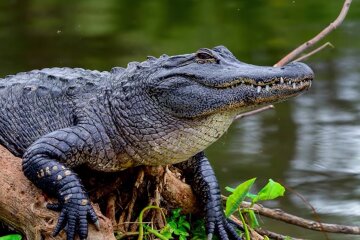 Alligator. Quelle: Screenshot Youtube
