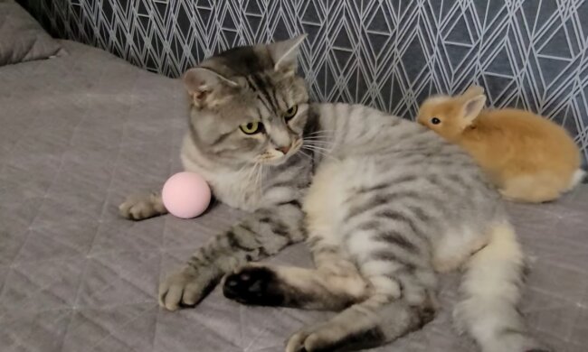 Kaninchen und Katze. Quelle: Youtube Screenshot
