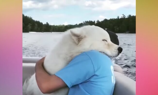 Tierheimhund. Quelle: Youtube Screenshot