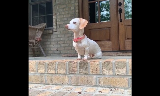 Albino-Hund. Quelle: Youtube Screenshot