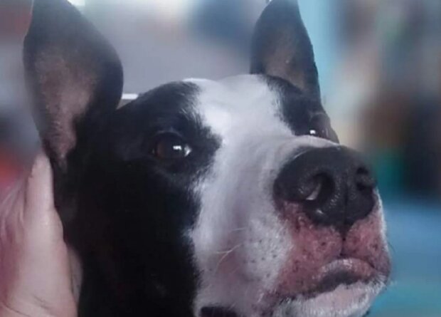 Tierärzte retteten einen Hund, der fast einen Meter Lametta aß