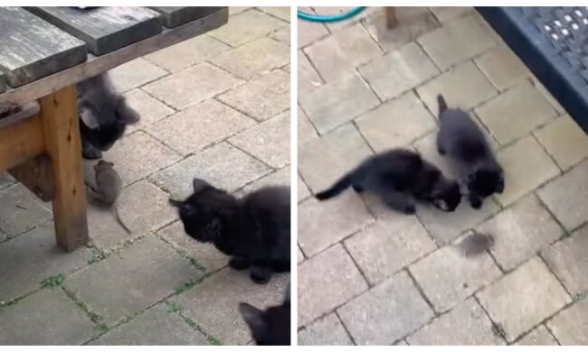 Kätzchen und Maus. Quelle: Screenshot