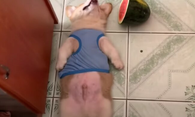 Erwischt: Welpe hat Marmelade aus dem Laden gestohlen, gefressen und ist eingeschlafen