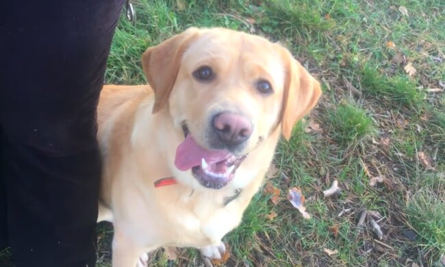 Hund. Quelle: Screenshot YouTube