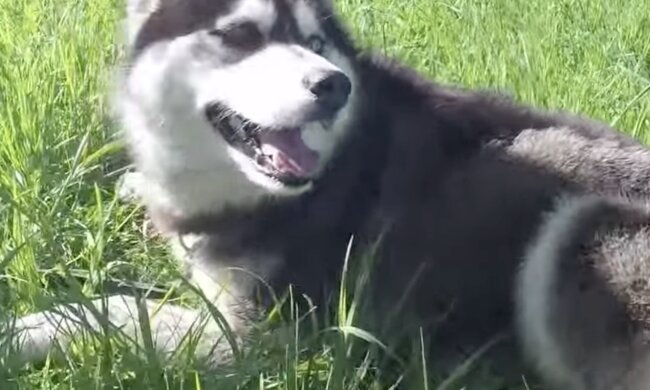 Hund. Quelle: Screenshot YouTube