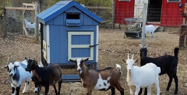 "Sie wurde Mutter": Junge Frau kündigte einen guten Job, um verwaiste Zicklein großzuziehen