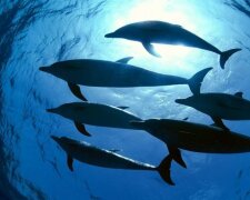 Gute Delphine: Geschichten über die Rettung der Menschen vor Haien