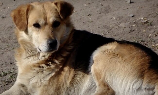 Kluger Hund. Quelle: Screenshot YouTube