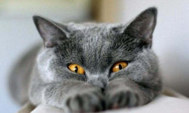 Anspruchsvolles Haustier