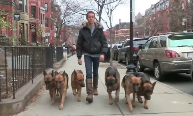 Erstaunliche gegenseitige Hilfe der Tiere. Quelle: Screenshot YouTube