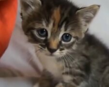 Winziges Kätzchen. Quelle: Screenshot Youtube