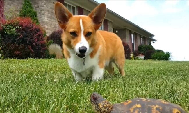 Corgi. Quelle: Youtube Screenshot
