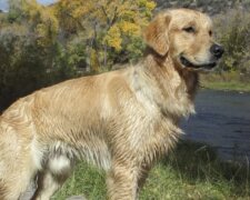 Ein Retriever-Hund namens Sail. Quelle: www. pets.сom