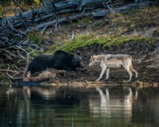 Begegnung von den Raubtieren in der Wildnis: ein Grizzlybär und Wolf, die an einem Teich auf einander stießen