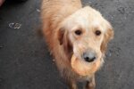 Der Hund mit einem trockenen Brötchen im Maul ließ niemanden gleichgültig