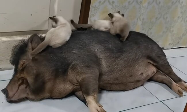 Ein Ferkel und Kätzchen.  Quelle: YouTube Screenshot