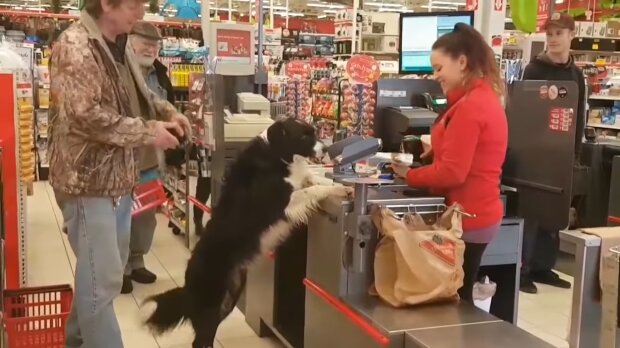 Hund im Supermarkt. Quelle: Youtube Screenshot