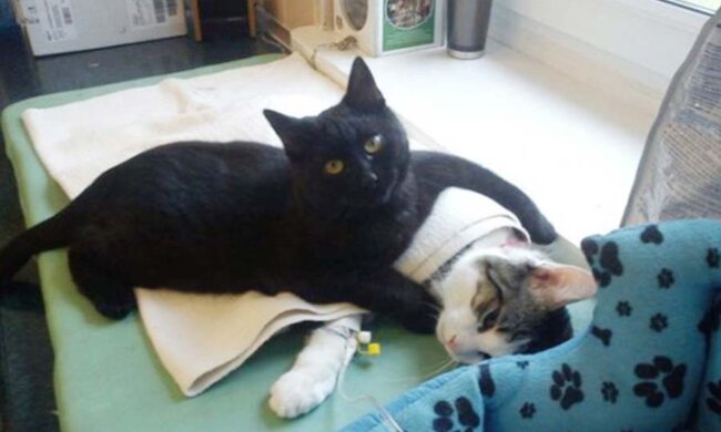 Geschwänzter Krankenpfleger: Ein geretteter Kater kümmert sich jetzt um kranke Tiere aus dem Tierheim