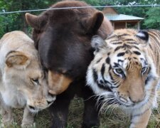 Untrennbare Freunde: Was Löwe, Tiger und Bär verbindet