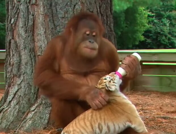 Orang-Utan-Weibchen adoptierte Tigerbabys. Quelle: Screenshot Youtube