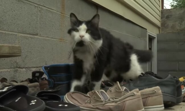 Schlechte Angewohnheit eines Haustieres. Quelle: Screenshot YouTube