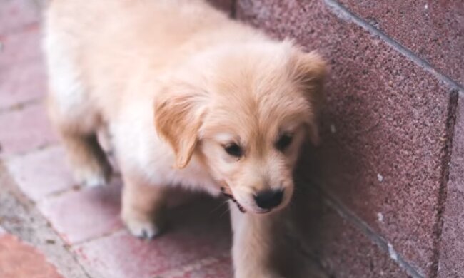 Der elfjährige Junge riskierte sein Leben, um einen Hund zu retten
