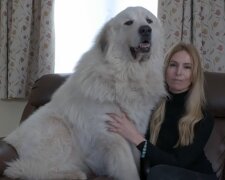 Großer Hund. Quelle: YouTube Screenshot