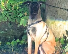 Frau verzichtete auf einen Hund aus Köln zweimal an einem Tag: jetzt sucht er nach neuen Besitzern