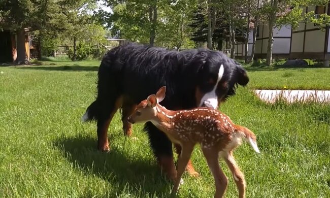 Eine außergewöhnliche Bernhardinerhündin. Quelle: Youtube Screenshot