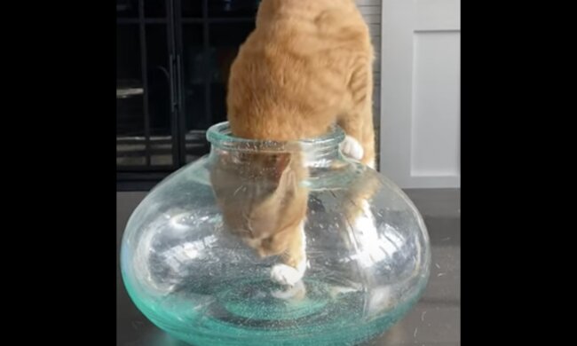 Katze. Quelle: Screenshot YouTube