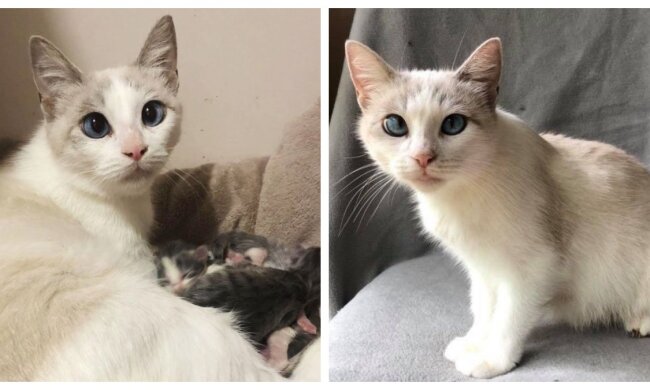 Eine streunende Katze fand Zuneigung. Quelle: petpop.сom