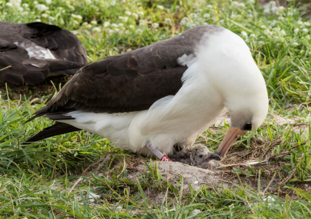 Fortsetzung der Population: Der älteste 66-jährige Albatros der Welt bekam Nachwuchs