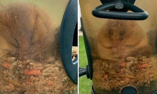 Jemand frisst zu viel: Das Nagetier stieg in den Vogelhäuschen und blieb stecken