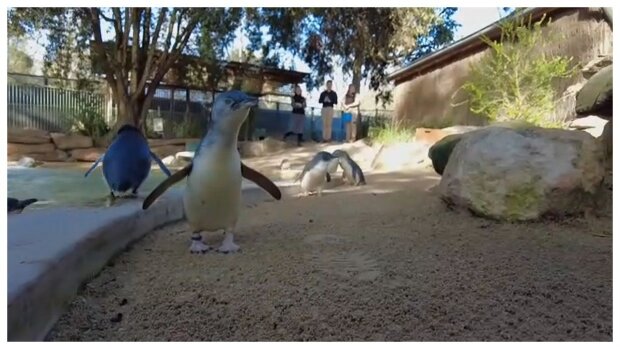 Australiens ältester Pinguin zieht immer noch Küken auf