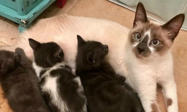 Die echte Mama: wie Katze Emma sich um ihre Babys kümmerte, ohne einen Schritt von ihnen wegzugehen