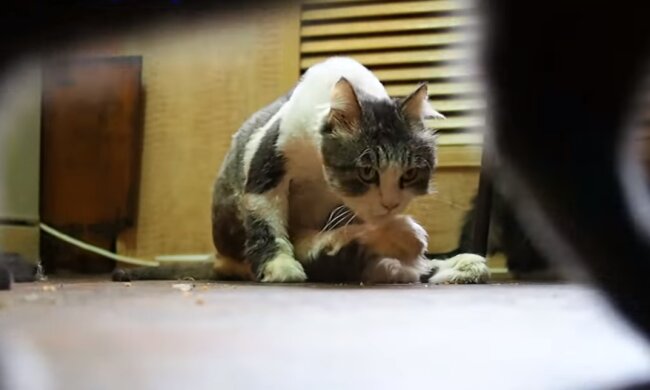 Unglücklicher Kater. Quelle: Screenshot YouTube