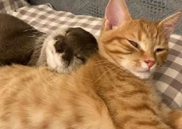 Beste Freunde: ein Otter und eine Katze schlafen süß, indem sie einander umarmen