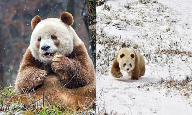 Ein Panda auf einem Spaziergang im Winter. Quelle: www. goodhouse.сom