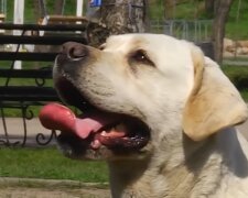 Labrador. Quelle: Screenshot Youtube