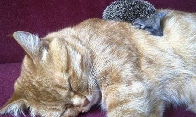 Wie die Katze Pflegemutter von vier Igeln wurde