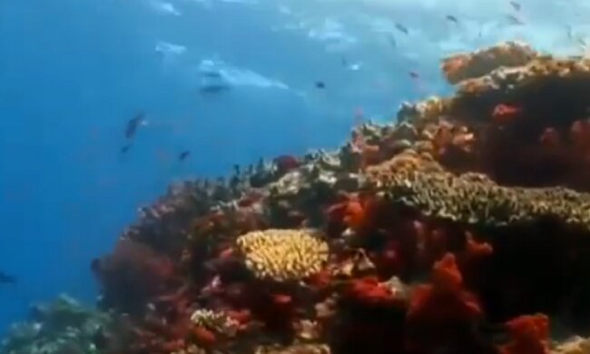 Der Natur helfen: Wissenschaftler lassen Musik unter Wasser spielen, um das Korallenriff zu retten