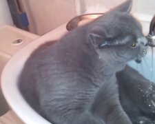 Die Katze im Waschbecken. Quelle: Screenshot YouTube