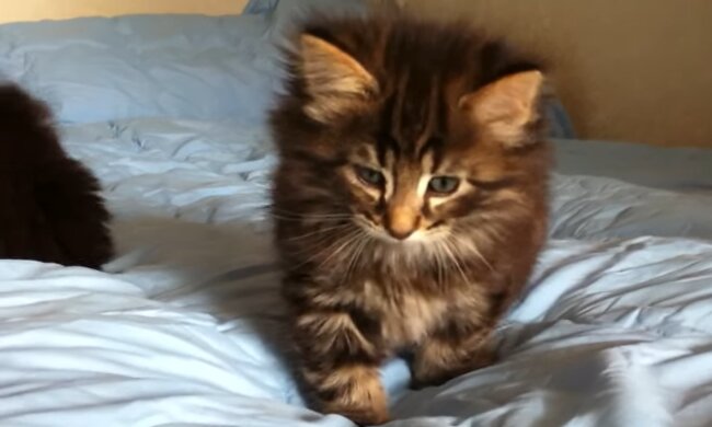 Große Katze. Quelle: YouTube Screenshot