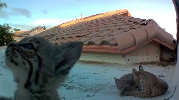 Jedes Jahr brachte der Luchs seine Kätzchen auf das gleiche Dach und der Besitzer hatte keinerlei Angst