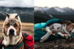 Ein paar Reisende nahmen den Hund und die Katze aus dem Tierheim und reisen jetzt überall zusammen hin