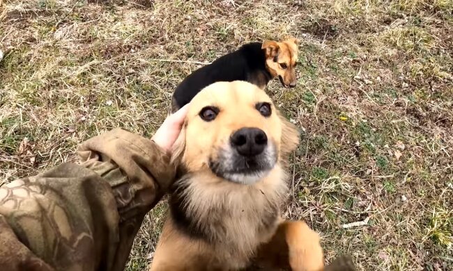 Der streunende Hund. Quelle: Youtube Screenshot