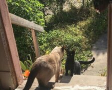 Warum kam eine obdachlose Katze um 5 Uhr morgens zu Menschen nach Hause und anfing zu weinen