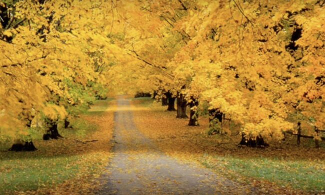 Herbstblätter. Quelle: Screenshot YouTube