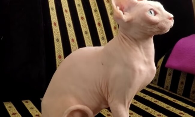Sphynx. Quelle: Screenshot YouTube